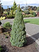 PICEA GLAUCA SANDERS BLUE