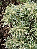 PIERIS JAPONICA FLAMING SILVER