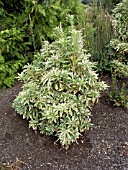 PIERIS JAPONICA VARIEGATA
