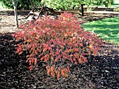 RHUS PRAIRIE FLAME