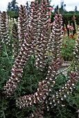 ACANTHUS SPINOSUS,  WHOLE, PLANT, LATE SUMMER