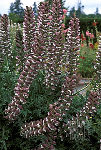 ACANTHUS_SPINOSUS__WHOLE_PLANT_LATE_SUMMER