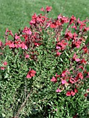 SALVIA GREGGII FURMANS RED