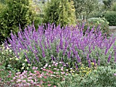 SALVIA LEUCANTHA SANTA BARBARA