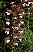 ACANTHUS SPINOSUS,  CLOSE UP, FLOWERS