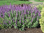SALVIA LEUCANTHA SANTA BARBARA