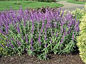 SALVIA LEUCANTHA SANTA BARBARA