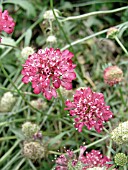 SCABIOSA ATROPURPUREA FIRE KING