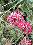 SCABIOSA ATROPURPUREA FIRE KING