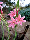 SCHIZOSTYLIS COCCINEA FERNLAND DAYBREAK