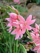 SCHIZOSTYLIS COCCINEA FERNLAND DAYBREAK