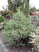 SEQUOIADENDRON GIGANTEA ALBOSPICA