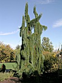 SEQUOIADENDRON GIGANTEUM PENDULA