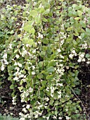 SYMPHORICARPOS ALBUS