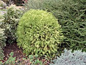 THUJA OCCIDENTALIS GOLDEN GLOBE