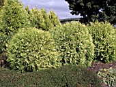 THUJA OCCIDENTALIS GOLDEN GLOBE