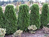 THUJA OCCIDENTALIS HEDGE