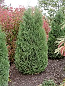 THUJA OCCIDENTALIS HOLMSTRUP