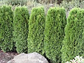 THUJA OCCIDENTALIS SMARAGD