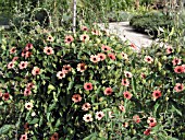 THUNBERGIA ALATA BLUSHING SUSIE