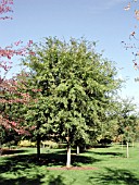 ULMUS PARVIFOLIA ATHENA