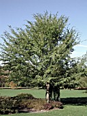 ULMUS PARVIFOLIA ATHENA