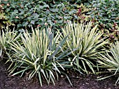 YUCCA FILAMENTOSA GOLDEN SWORD