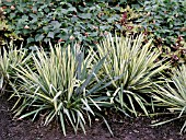 YUCCA FILAMENTOSA GOLDEN SWORD