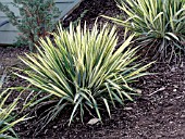 YUCCA FILAMENTOSA GOLDEN SWORD