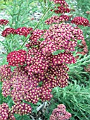 ACHILLEA RED VELVET