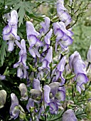 ACONITUM NASUTUM