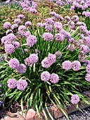 ALLIUM SENESCENS