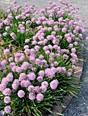 ALLIUM SENESCENS