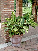 ALPINIA ZERUMBET VARIEGATA