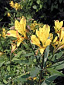 ALSTROEMERIA SWEET LAURA