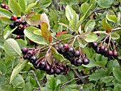 ARONIA MELANOCARPA