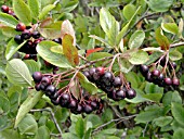 ARONIA MELANOCARPA