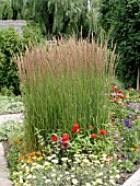 CALAMAGROSTIS ACUTIFLORA KARL FOERSTER