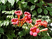 CAMPSIS RADICANS MINNESOTA RED