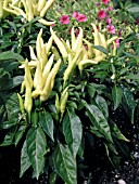 CAPSICUM ANNUUM CHILLY CHILI,  ORNAMENTAL PEPPER