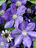 CLEMATIS LADY BETTY BALFOUR