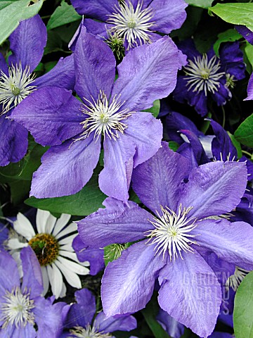 CLEMATIS_LADY_BETTY_BALFOUR
