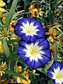 CONVOLVULUS TRICOLOR BLUE ENSIGN