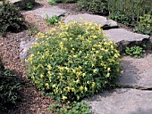 CORYDALIS LUTEA