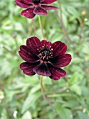 COSMOS ATROSANGUINEUS