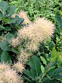 COTINUS COGGYGRIA DAYDREAM