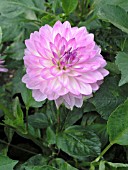 DAHLIA CHINA DOLL