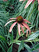 ECHINACEA ORANGE MEADOWBRITE