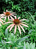 ECHINACEA ORANGE MEADOWBRITE