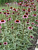 ECHINACEA PURPUREA PRAIRIE FROST